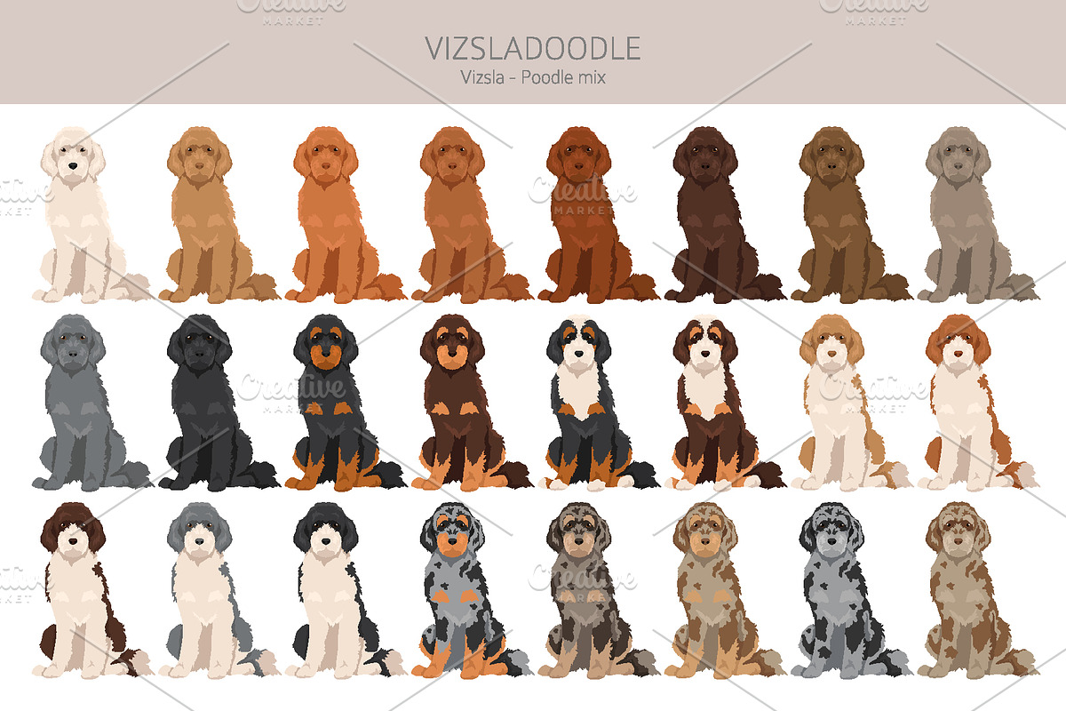 Vizsladoodle (Vizsla Poodle mix), an Animal Illustration by pet design shop (Photo 3 of 6)