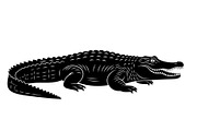 Crocodile Alligator Vector Bundle, an Illustration by jahid234 (Thumbnail 19 of 51)