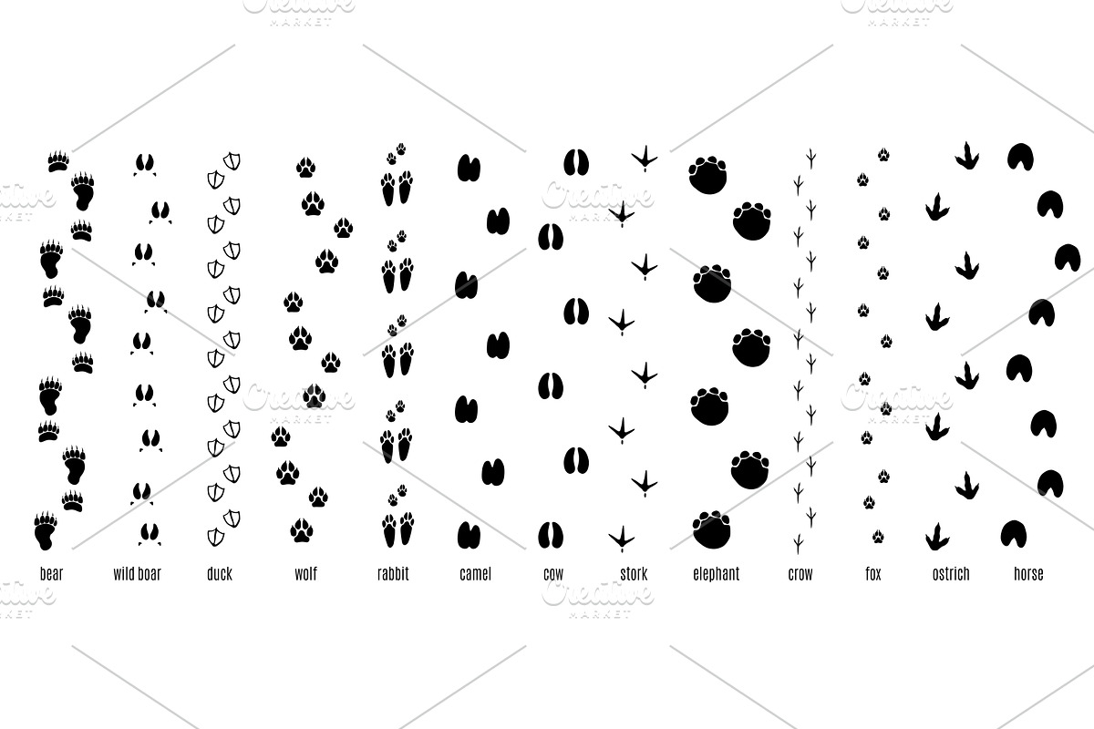 Animals footprint tracks. Chains of, an Animal Illustration by Vectorbuum