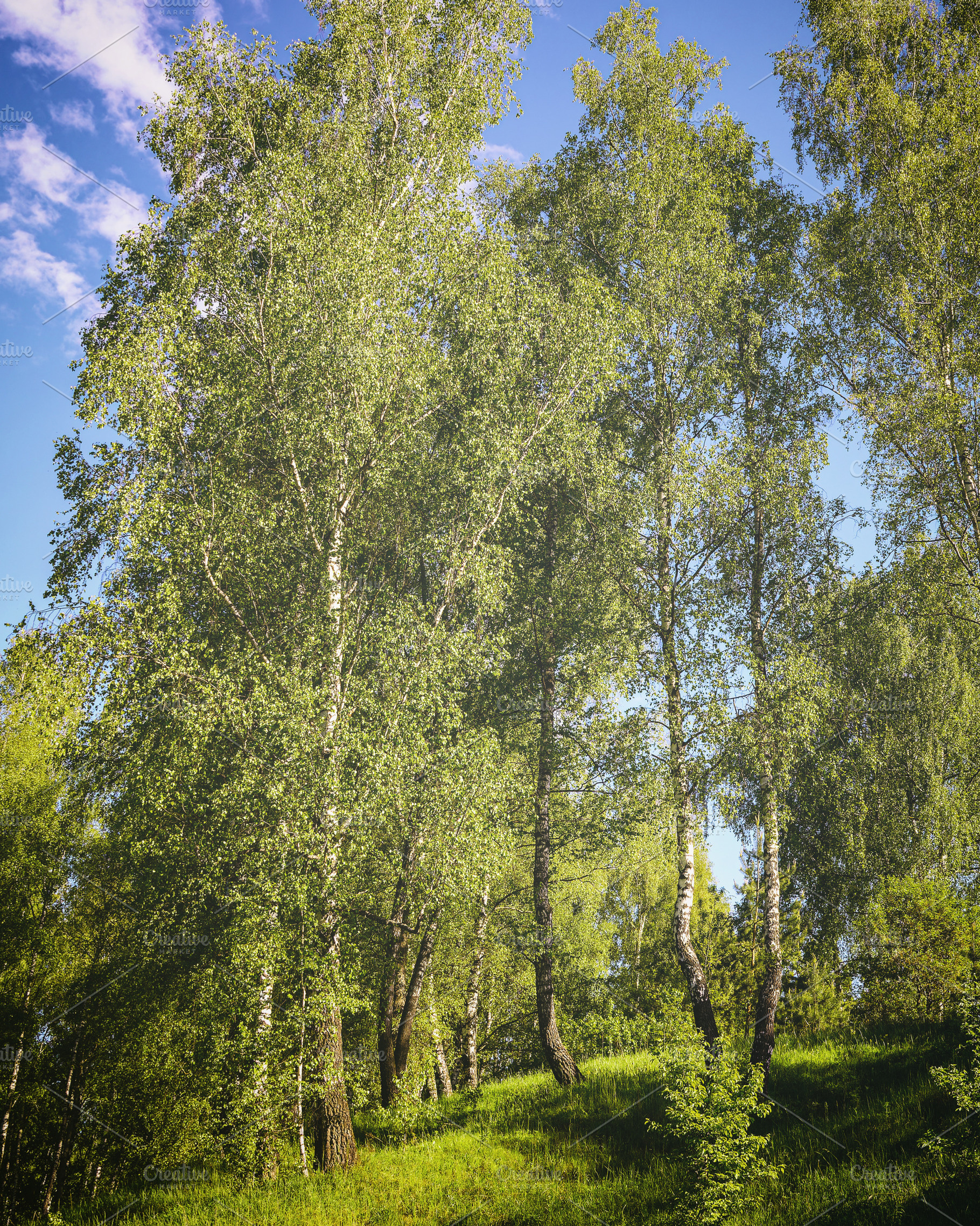 Lush green birch trees and grass on a sunny hillside under a cle, a Nature Photo by Eugene_Photo