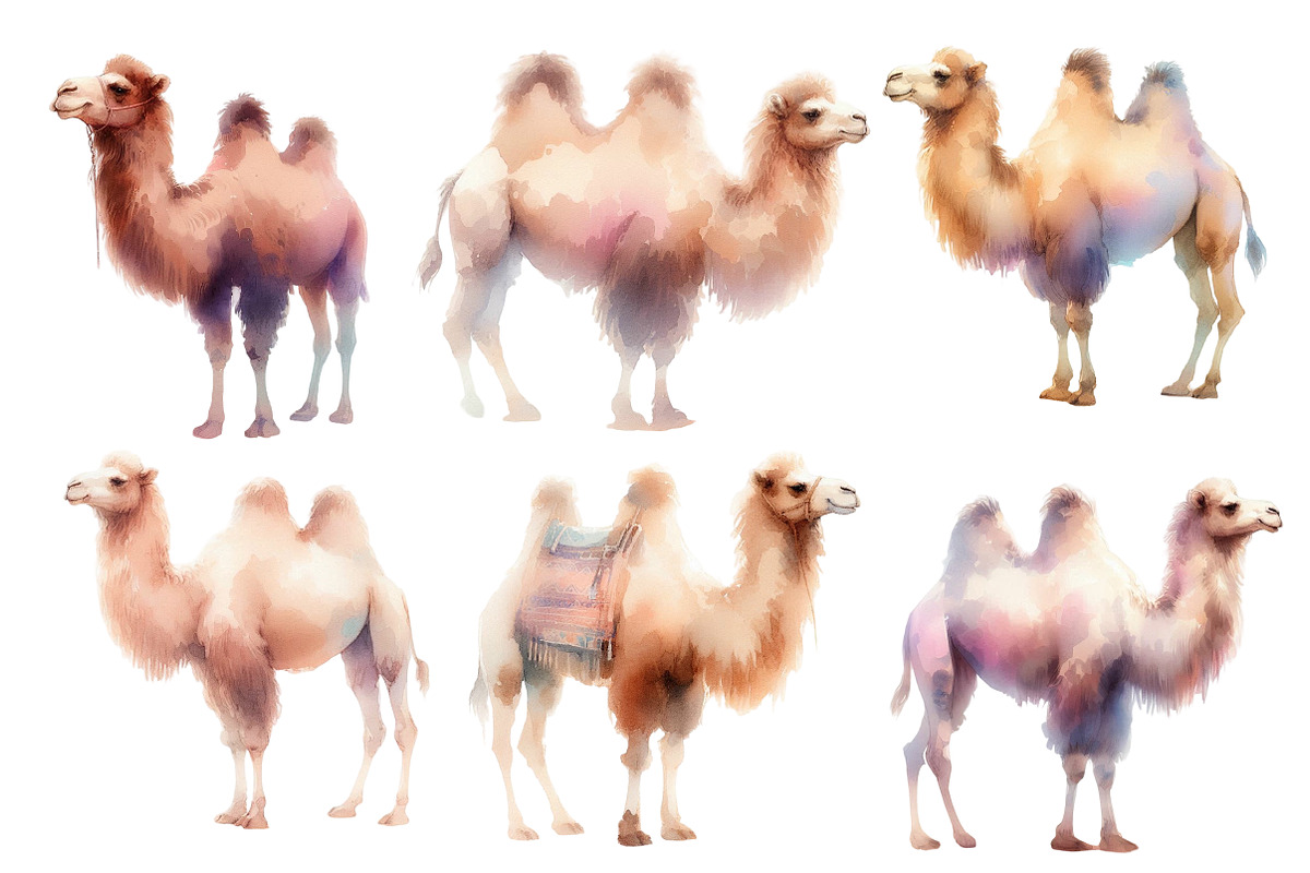 Watercolor Camel clipart, an Illustration by Designworld (Photo 2 of 5)