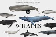 Watercolor Whales. Ocean animals set, an Animal Illustration by Diana Askarova Art (Thumbnail 1 of 7)