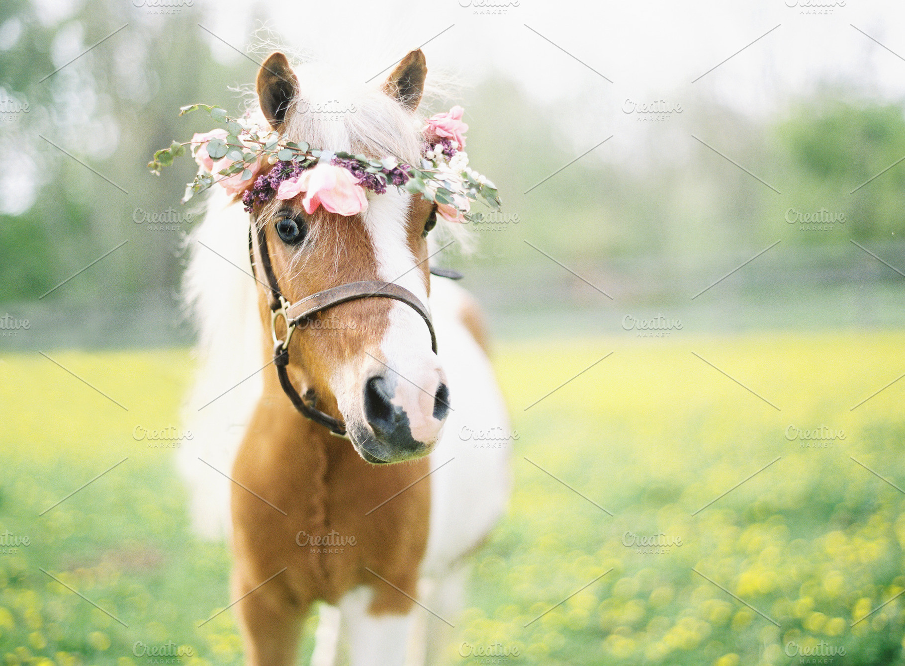 Mini horse with flower crown, a Nature Photo by Grandmillennial Lane