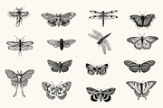 Insects - Vintage Illustrations, an Illustration by Graphic Goods (Thumbnail 7 of 10)