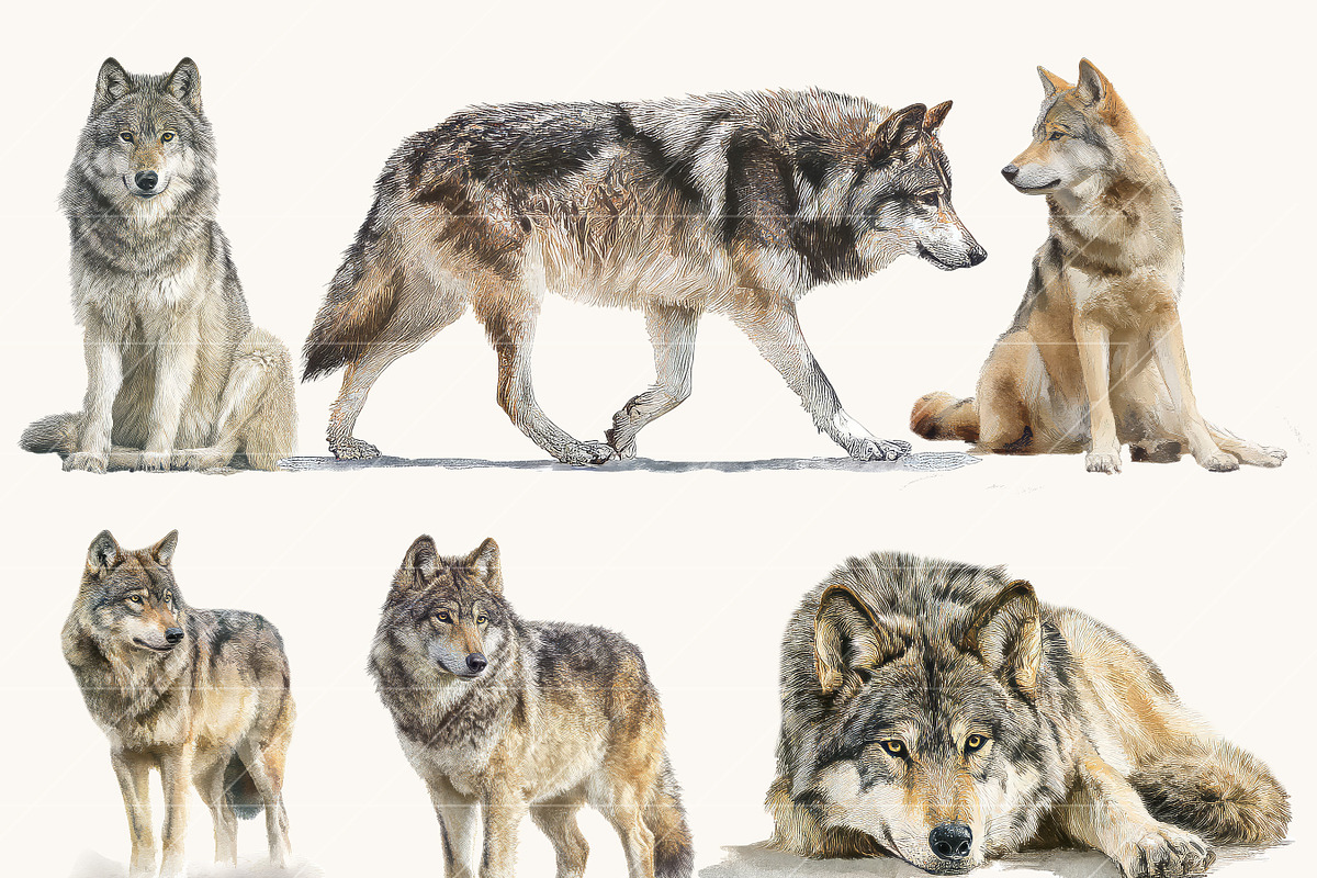 Watercolor Wolf Clipart Set, an Animal Illustration by Design Scotch (Photo 3 of 8)