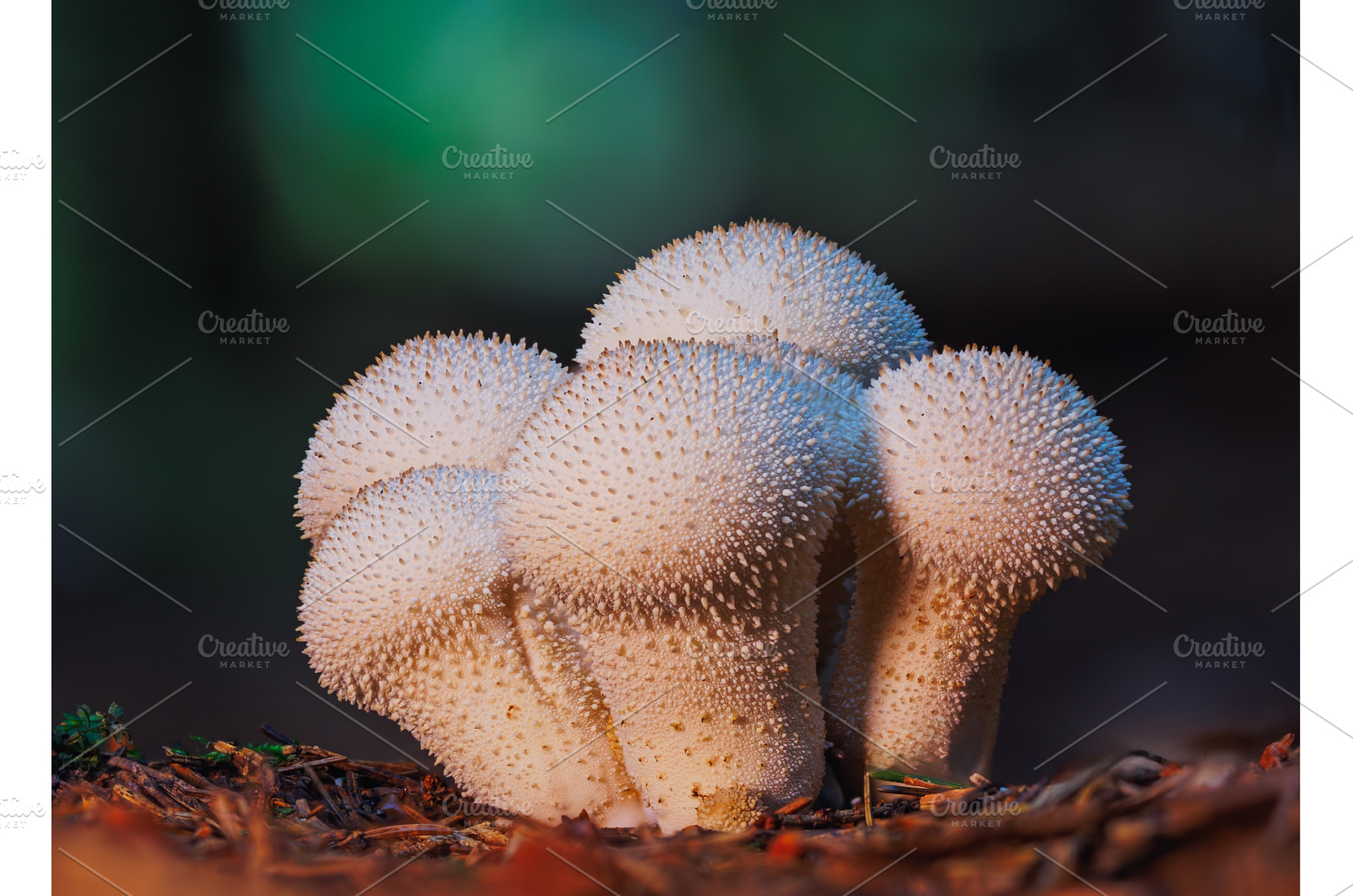 Close-up of a spiky white mushroom, an Animal Photo by Lukas Jonaitis SHOP