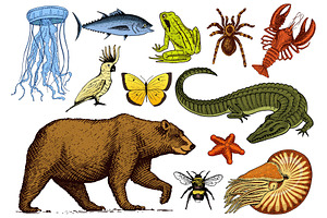 Set Of Animals. Reptile Amphibian Mammal Insect. Bug Bear Shell Jellyfish Crocodile Butterfly Fish Lobster Spider. Classification Of Wild Creatures An