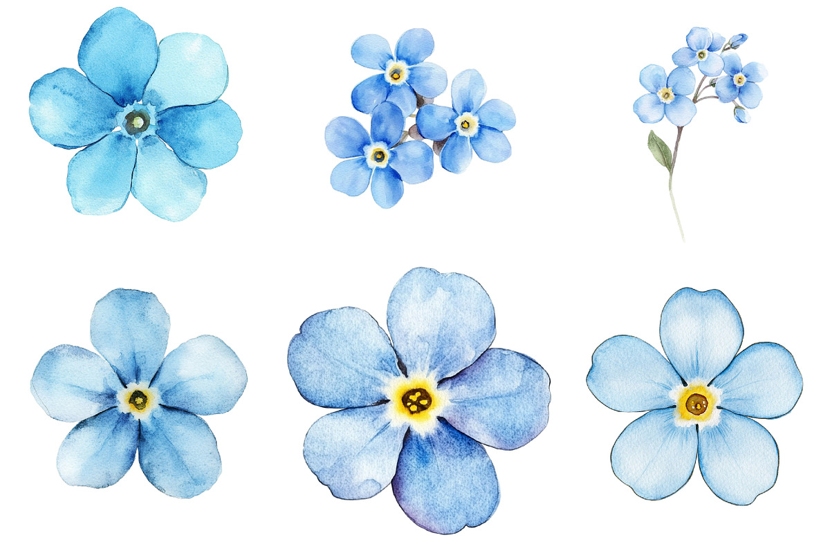 Forget Me Not Flower Bloom Clipart, an Illustration by cherrydesign (Photo 4 of 4)