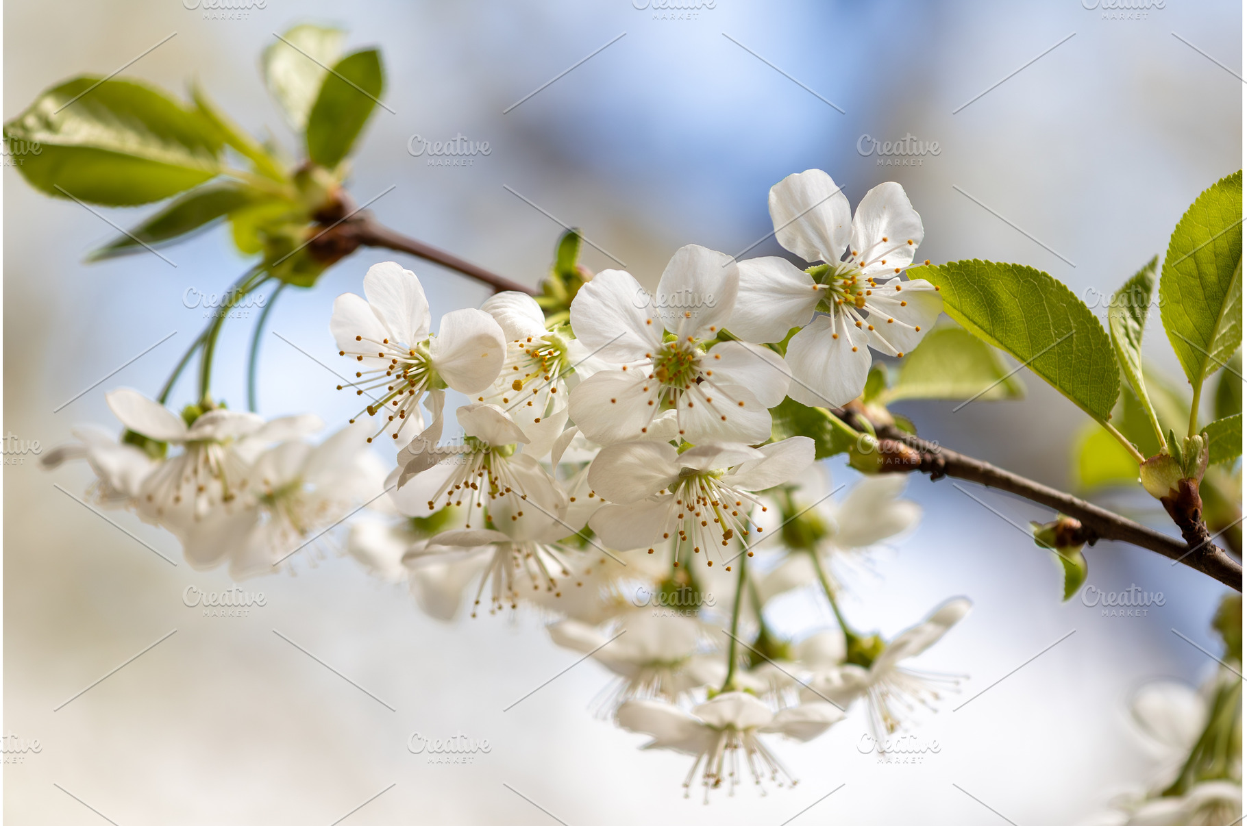Blooming White Cherry Tree Branches, a Nature Photo by BeOGraphic