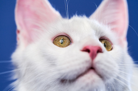 Close-up portrait Maine Coon Cat, an Animal Photo by Alexander-Piragis