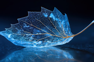 Blue Skeleton Leaf Nature Macro Phot, a Photo by Pixeness Studio
