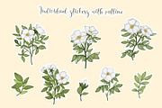 Cherokee rose clipart pattern set, a Decorative Illustration by Yelloo Fish (Thumbnail 20 of 21)