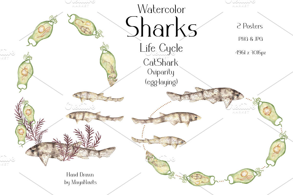 Watercolor Sharks Life Cycle Set, an Education Illustration by MayaNavits (Photo 6 of 9)