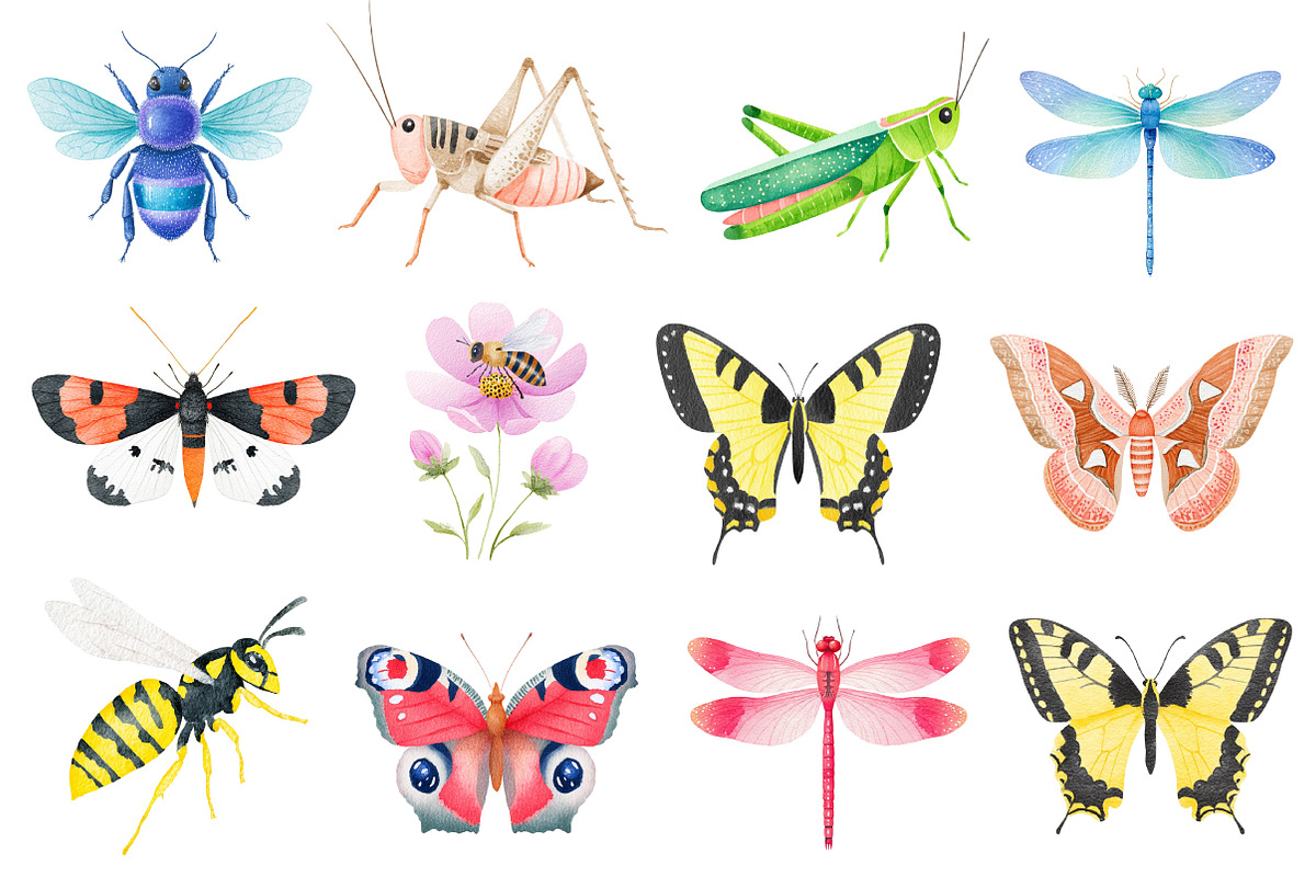 Insects Watercolor Clipart Png, an Illustration by Dream Creation (Photo 4 of 7)
