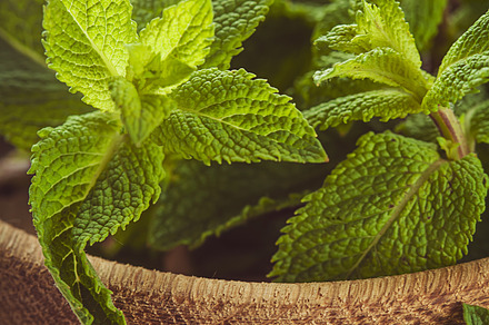 Bay leaf stock photo containing aromatic and background preview 6