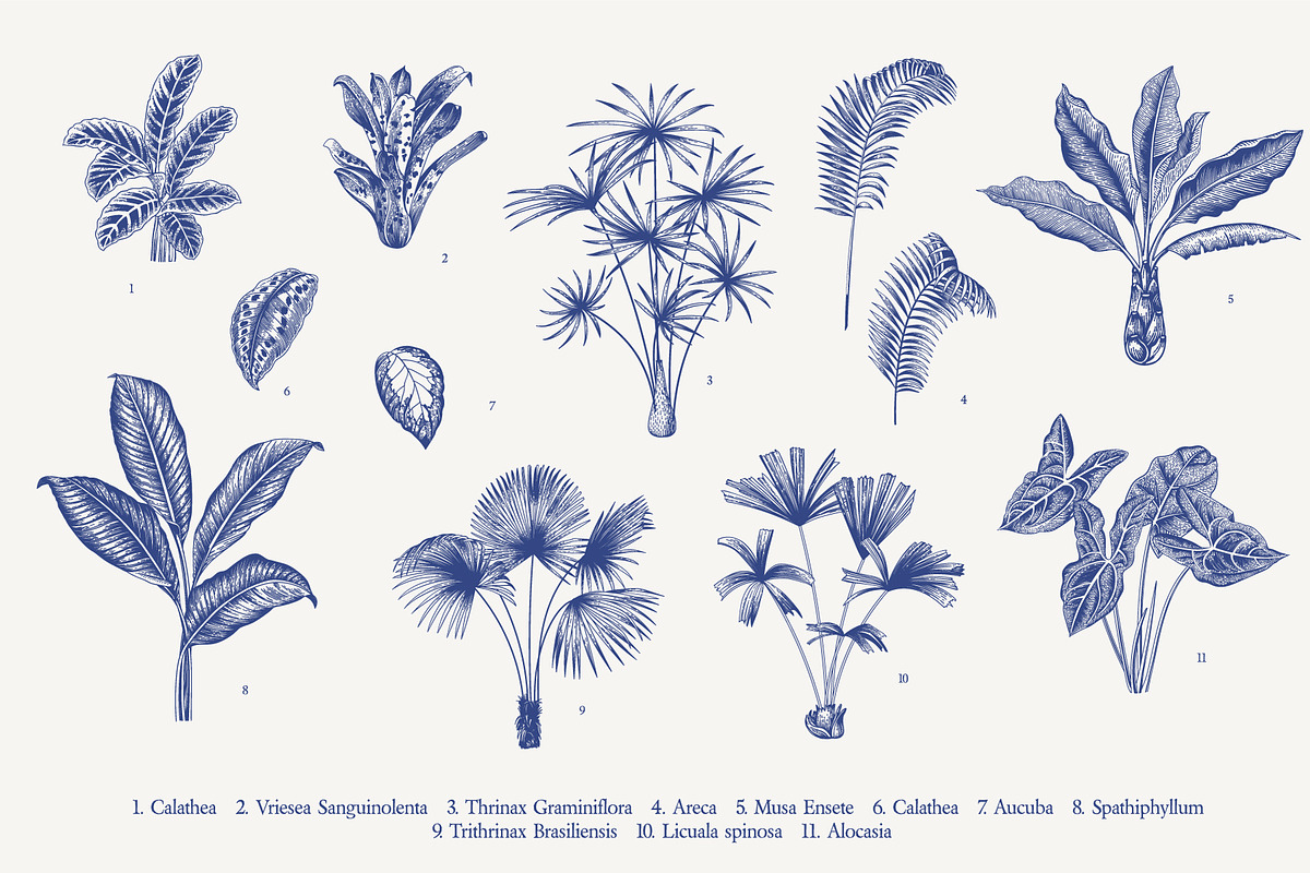 BLOOM. Chinoiserie inspired. B&W, a Decorative Illustration by olga.korneeva (Photo 4 of 11)