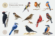 Forest Birds Watercolor Set, an Animal Illustration by AnitaPol (Thumbnail 6 of 26)