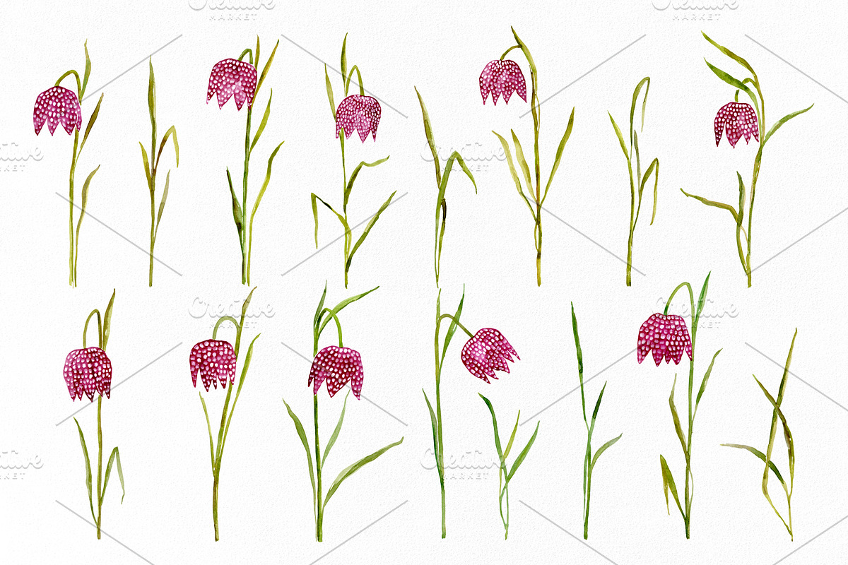 Watercolor Snake’s Head Fritillaries, a Decorative Illustration by GraphicsDish (Photo 2 of 3)