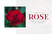 Rockyeah Serif - Classic Serif, a Serif Font by dexsarharryfonts (Thumbnail 2 of 7)