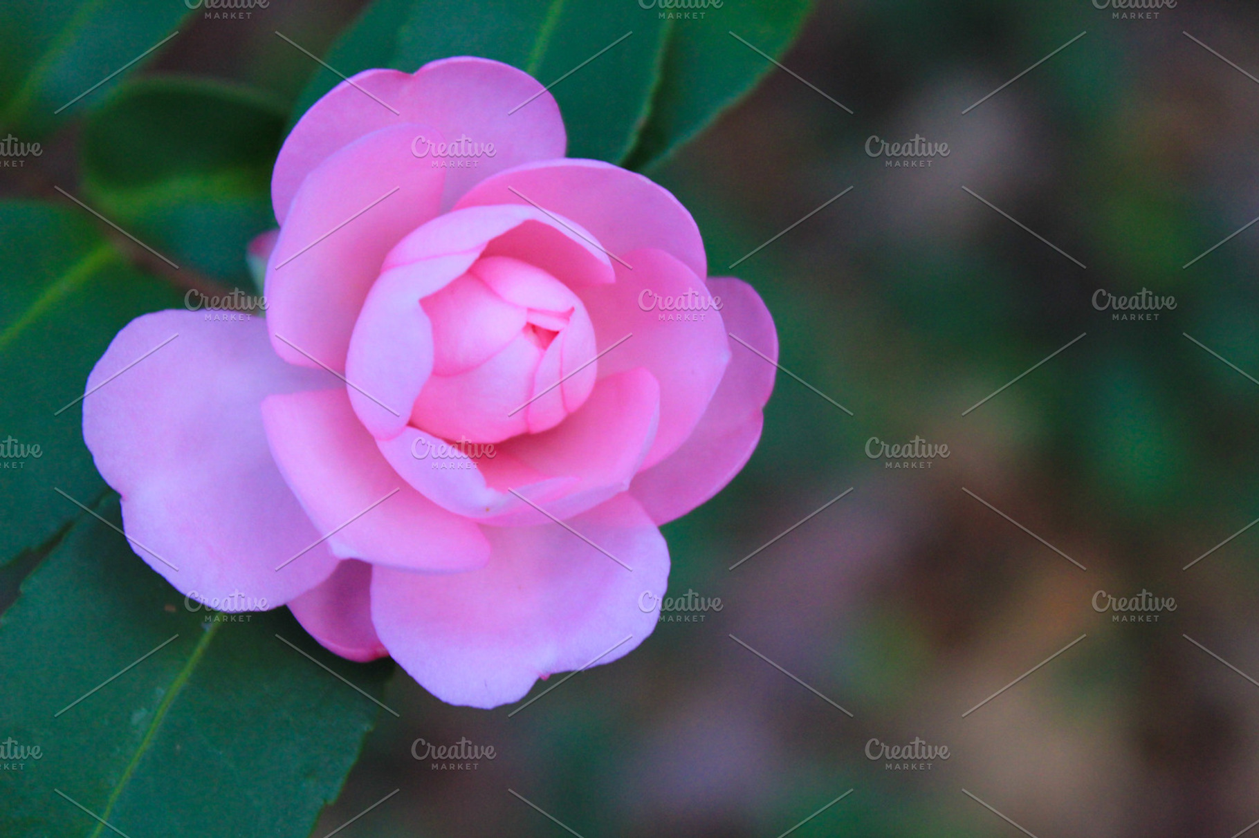 Pink flower stock photo containing flower and nature, a Nature Photo by The Greenawalt's