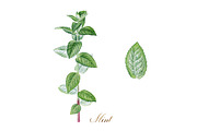 Mint, a Food Illustration by Watercolor life (Thumbnail 6 of 6)
