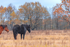 a horse in a field in late autumn, a Photo by Pictures for you!!!!!!!!!