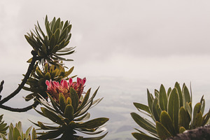 Protea blooming south africa featuring protea, bloom, and bud