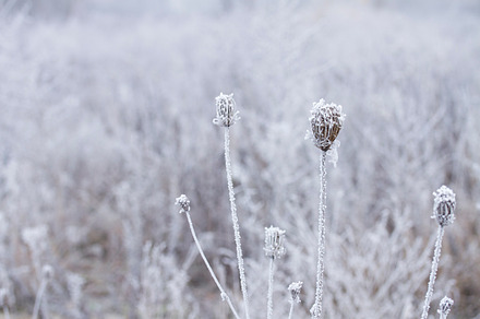 winter field, a Nature Photo by Neirfy