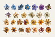 Wilde Flowers Herbarium Collection, an Object Graphic by Nova Studio (Thumbnail 3 of 9)