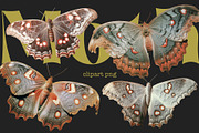 Moth and Butterflies, an Object Graphic by TheCuteShop (Thumbnail 5 of 9)