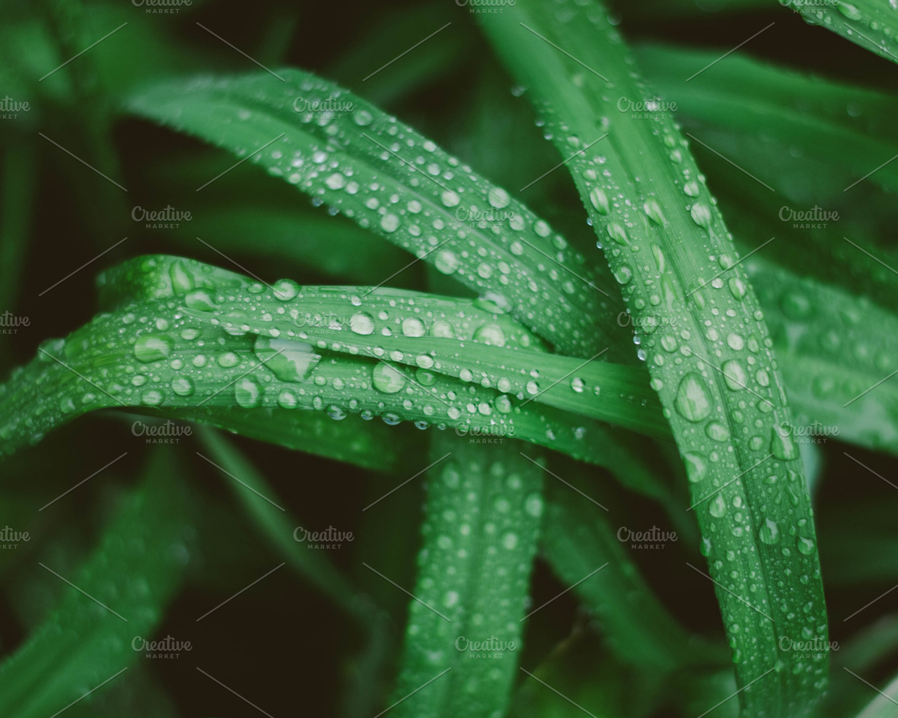Raindrops on Green Grass, a Nature Photo by satakieli