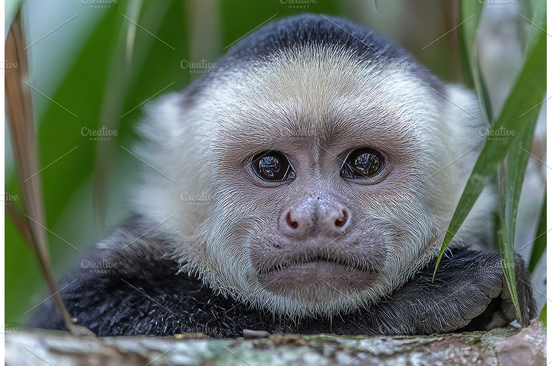 A Capuchin monkey, belonging to the, an Animal Photo by ZinetroN