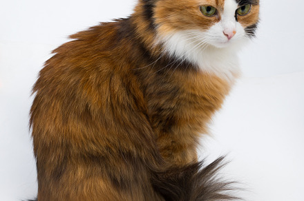 Multicolored young cat on a white b featuring cat, pet, and animal, an Animal Photo by oleghz