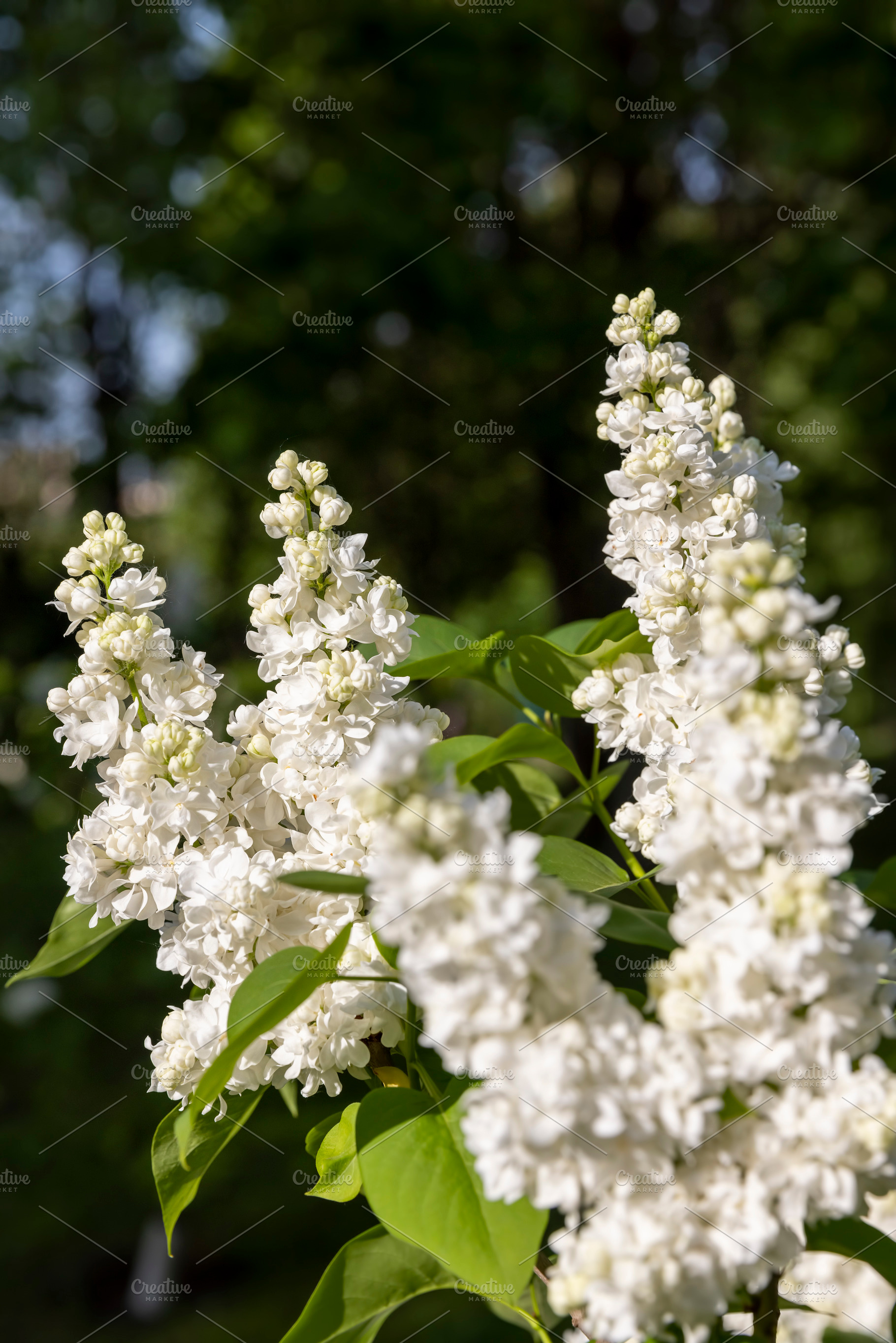 a spring park with blooming white lilac flowers in the spring season, a Photo by rsoollAI