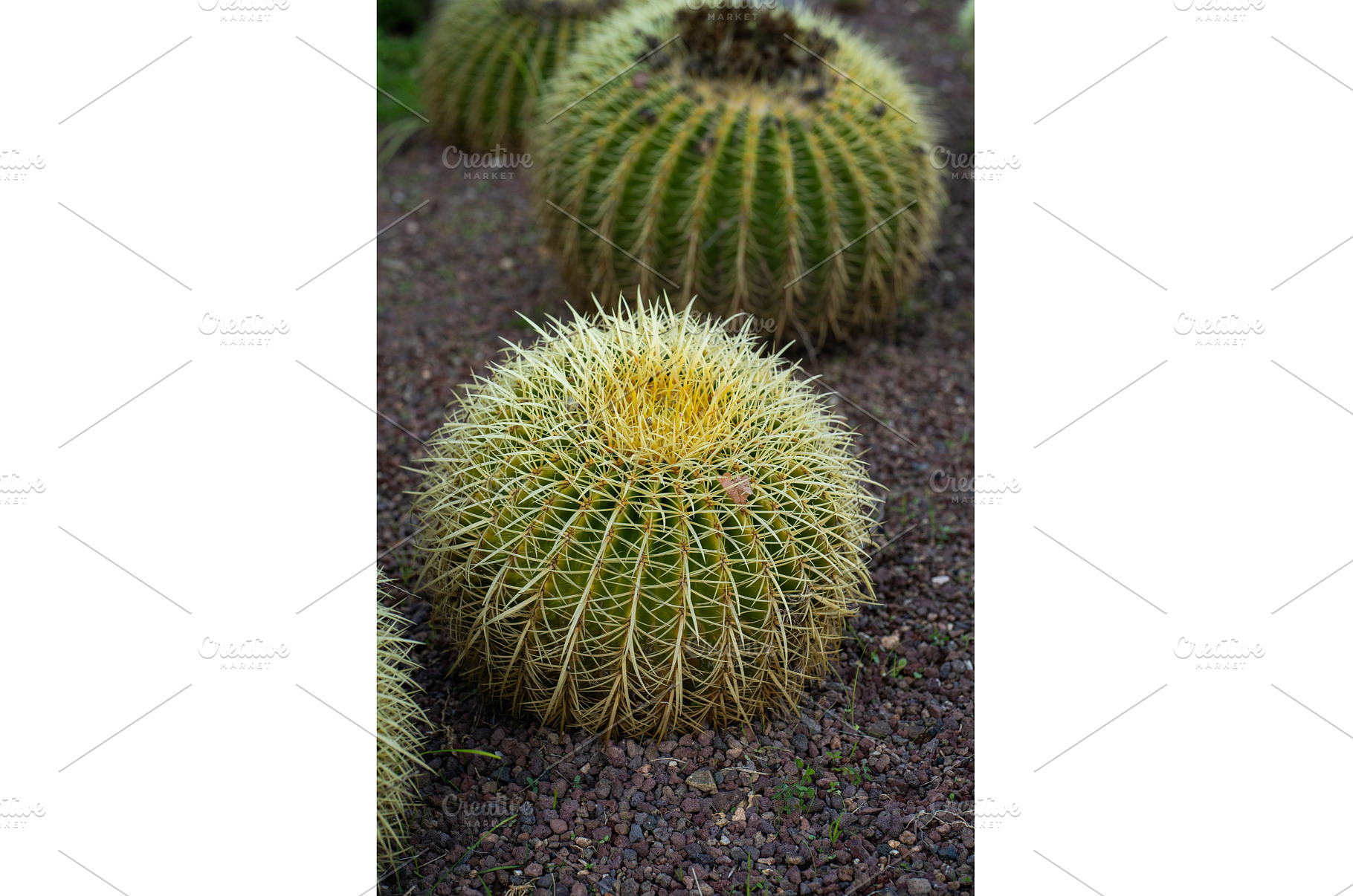 Golden barrel cacti thriving in a, a Nature Photo by volodymyrshtun13795