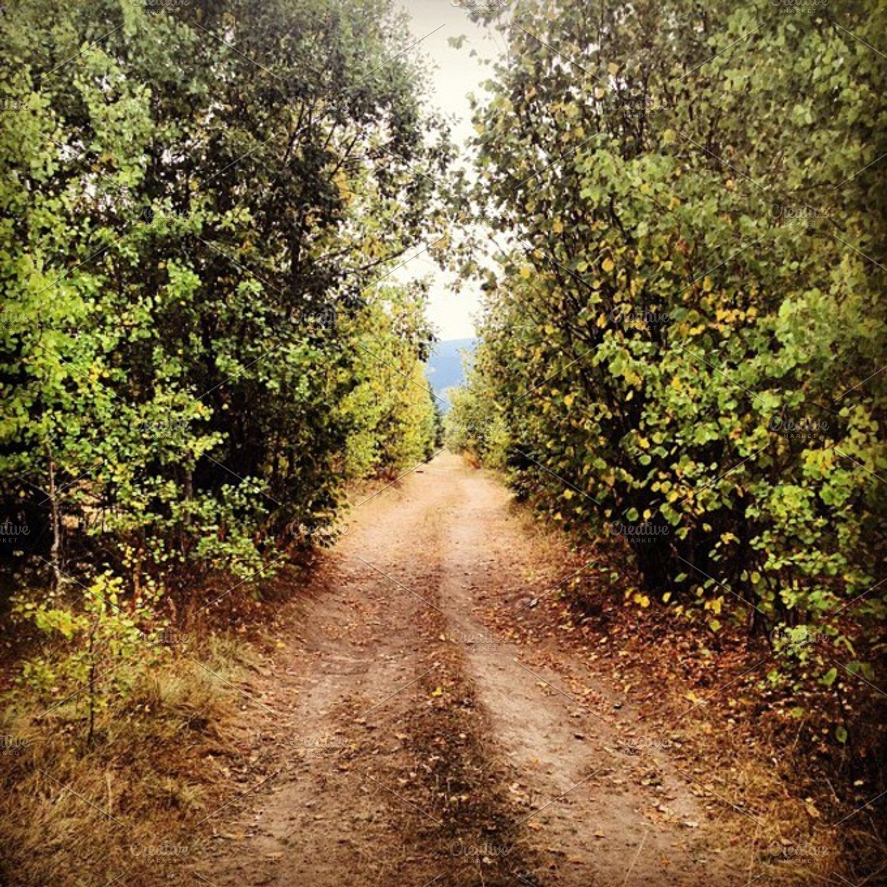 Road In The Forest Stock Photograph