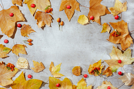 autumn flat lay on concrete background with autumn leaves, an Abstract Photo by Alliance Images