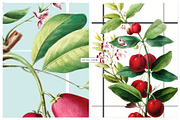 Herbarium Collection prints & more!, a Pattern Graphic by Pink Linen (Thumbnail 10 of 15)