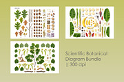 Botanical Plant Anatomy Bundle, an Object Illustration by StockVerse Creative (Thumbnail 1 of 4)
