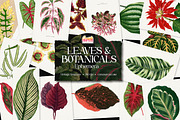 Vintage Leaves & Botanicals Ephemera, a Graphic by Craftsy Crafters (Thumbnail 1 of 6)
