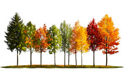 autumn season trees PNG, a Seasonal Illustration by VetalStock (Thumbnail 1 of 3)