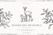 Woodland Drawings, an Animal Illustration by PeDe Designs (Thumbnail 1 of 9)