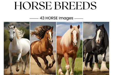 Horse Breeds Images, White Horses, an Animal Photo by BrushstrokeArtGB
