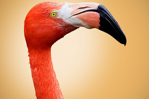 Flamingo containing wildlife, flamingo, and portrait