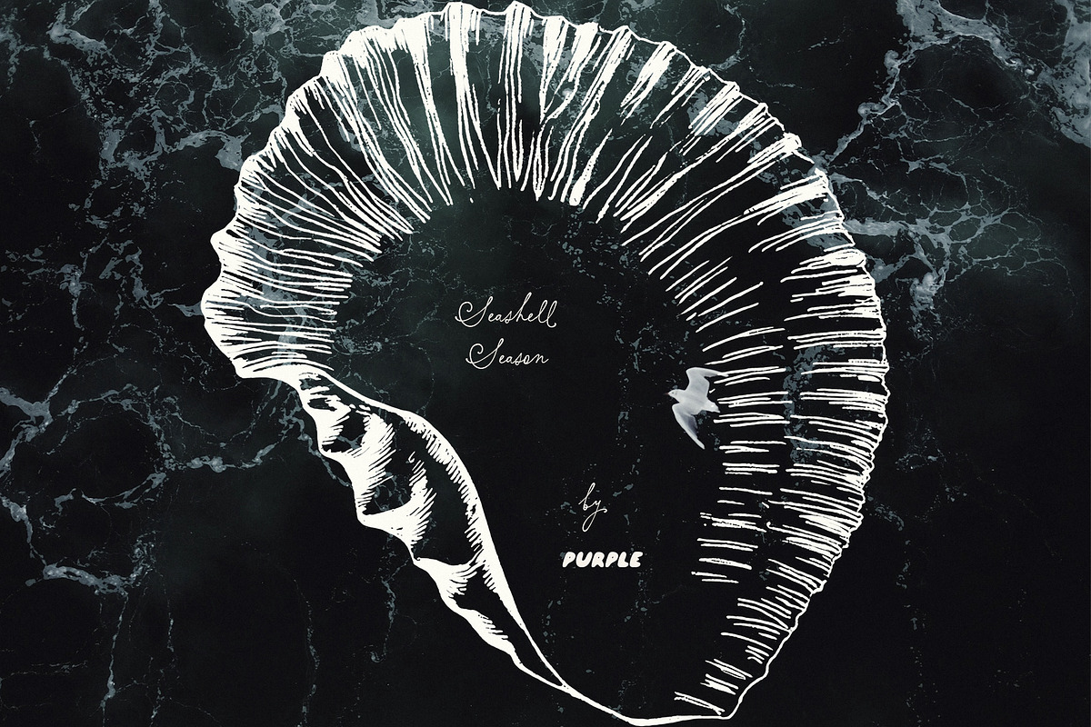 Seashell Season – Coastal Pack, an Object Graphic by Purple (Photo 12 of 12)