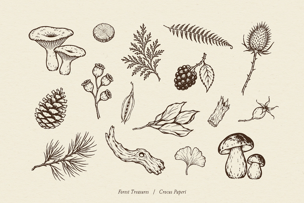 FOREST TREASURES illustrations, a Seasonal Illustration by Crocus Paperi (Photo 7 of 8)