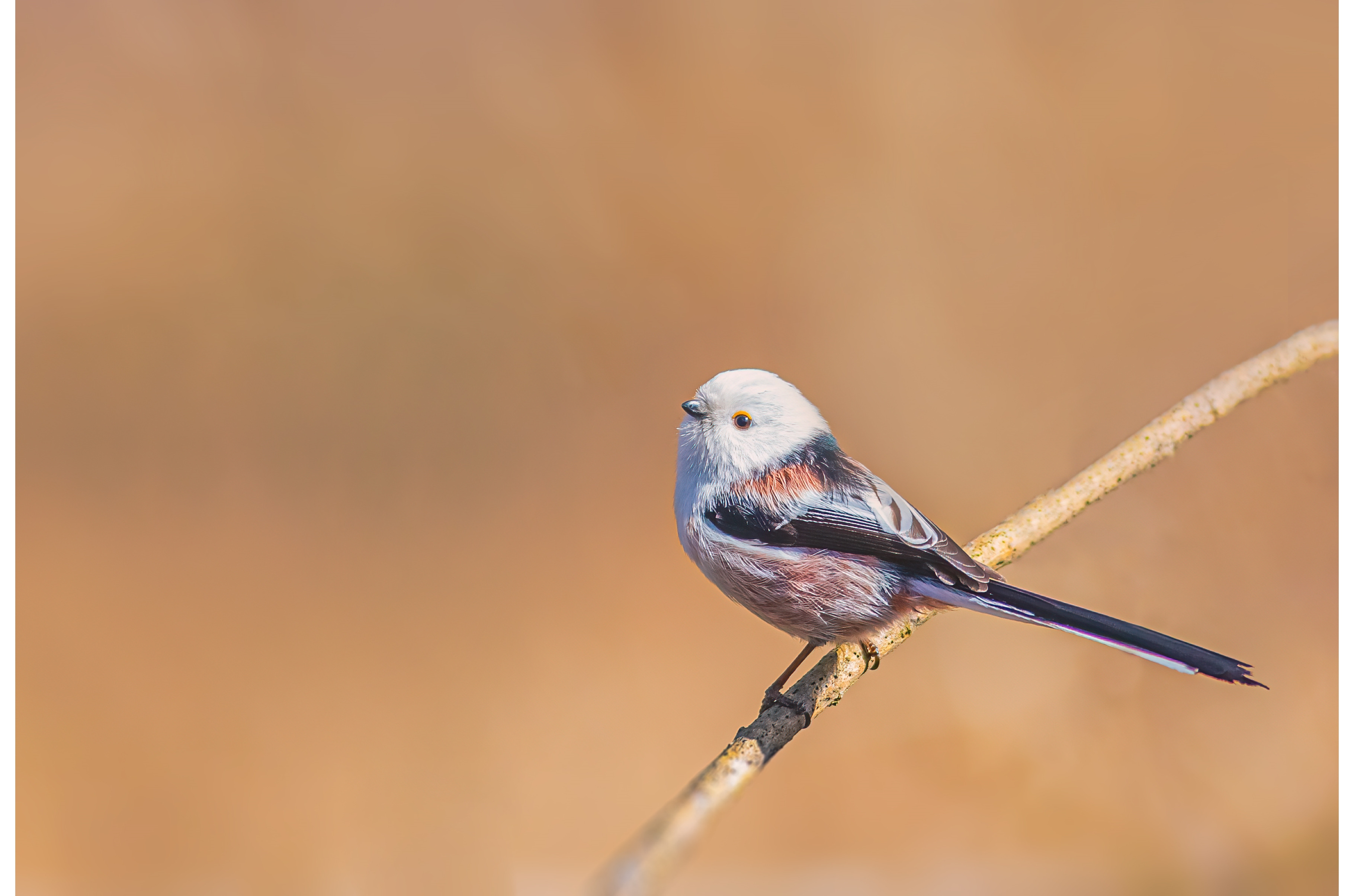 Long-tailed Tit, Aegithalos caudatus, an Animal Photo by Lukas Jonaitis SHOP