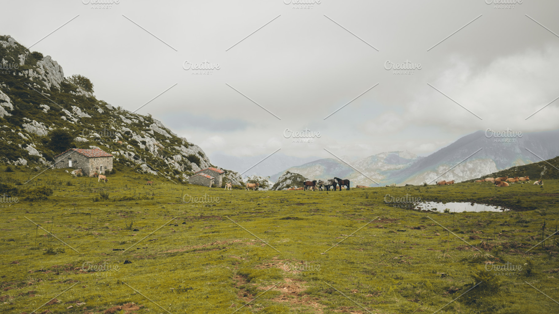Mountain pasture with animals, an Animal Photo by SkyNext