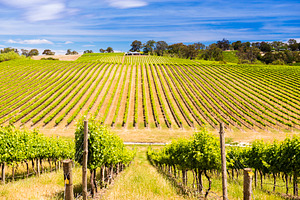 Vineyard, a Food & Drink Photo by THP Creative