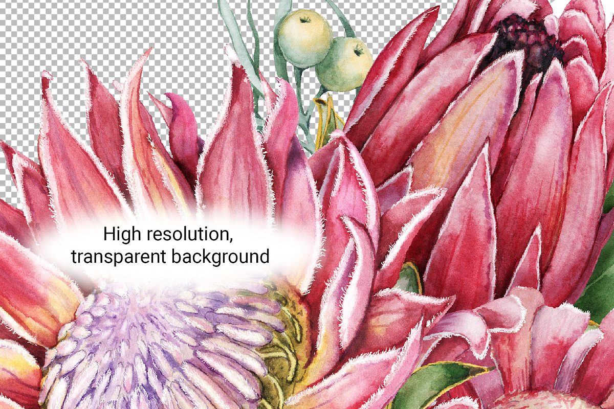 Watercolor protea flower set, an Illustration by Artmanata (Photo 3 of 18)